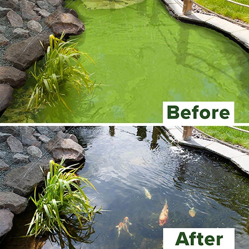 Blooming Fast Pond Clear Pro 2 Step - Large Pack 3 Blooming Fast Pond Clear Pro 2 Step - Large Pack - Image 3