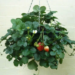 Pair Of 12" Easy Fill Hanging Baskets -Garden Centre Store 130260 3