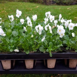 Skelly Tray X 3 And 36 Jiffy Bio Pots -Garden Centre Store 130325 5