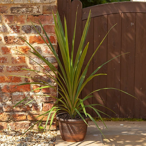 4 X Acorn Planters 25cm (10in) Copper-Tone 2 4 X Acorn Planters 25cm (10in) Copper-Tone - Image 2
