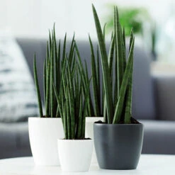 Houseplant Pot Cover 25cm-Anthracite 5 Houseplant Pot Cover 25cm-Anthracite -Garden Centre Store 130475 2