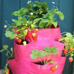 Strawberry And Herb Patio Planter Twin Pack