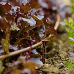 Flopro Beds & Borders Watering Kit -Garden Centre Store 161002 4