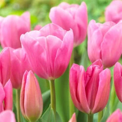 Outdoor Narcissi And Tulip Bucket Planter -Garden Centre Store 161135 2