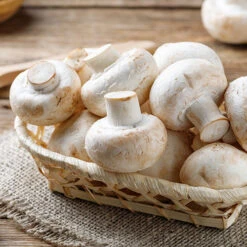 Grow Your Own White Mushroom Kit -Garden Centre Store 161139 2