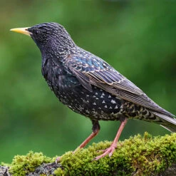 All Year Round DeLuxe 14 Ingredient Wild Bird Food -Garden Centre Store 190005 6