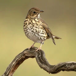 All Year Round DeLuxe 14 Ingredient Wild Bird Food -Garden Centre Store 190005 7