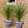 Pair Of Cordyline And Decorative Planters