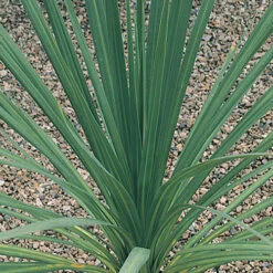 Pair Of Cordyline And Decorative Planters -Garden Centre Store 200414 2