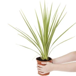 Pair Of Cordyline And Decorative Planters -Garden Centre Store 200414 3