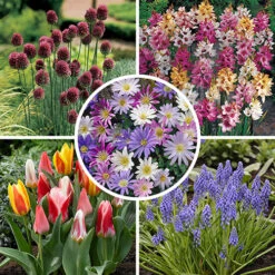 Spring Flowering 150 Bulb Collection -Garden Centre Store 200549 1