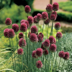 Spring Flowering 150 Bulb Collection -Garden Centre Store 200549 2