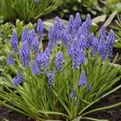 Spring Flowering 150 Bulb Collection -Garden Centre Store 200549 5