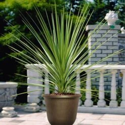 Pair Of Cordyline And Decorative Stripe Urns -Garden Centre Store 200565 2