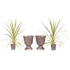 Pair Of Cordyline And Decorative Stripe Urns -Garden Centre Store 200565 4