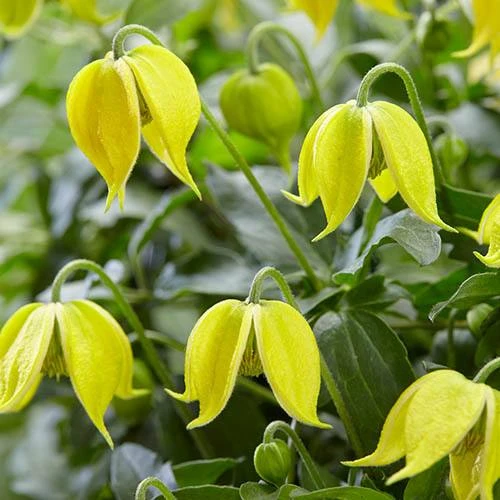 Basket Clematis Tangutica 'Little Lemons' 7cm X 2 1 Basket Clematis Tangutica 'Little Lemons' 7cm X 2