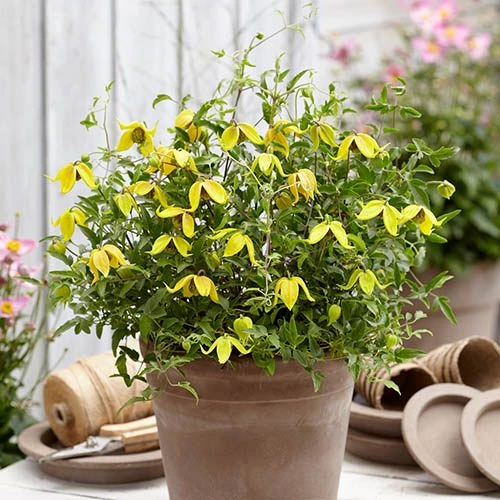 Basket Clematis Tangutica 'Little Lemons' 7cm X 2 2 Basket Clematis Tangutica 'Little Lemons' 7cm X 2 - Image 2