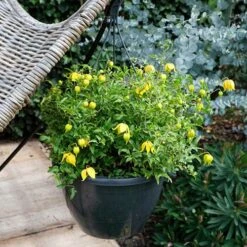 Basket Clematis Tangutica 'Little Lemons' 7cm X 2 9 Basket Clematis Tangutica 'Little Lemons' 7cm X 2 -Garden Centre Store 200747 4