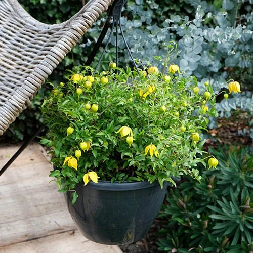 Basket Clematis Tangutica 'Little Lemons' 7cm X 2 5 Basket Clematis Tangutica 'Little Lemons' 7cm X 2 - Image 5