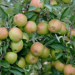 'Braeburn' Apple -Garden Centre Store 300001 2