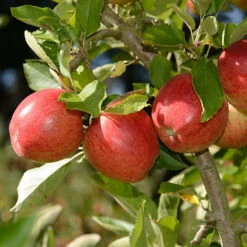 'Braeburn' Apple -Garden Centre Store 300001 4