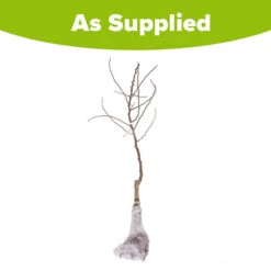 'Conference' Pear Tree 11 'Conference' Pear Tree -Garden Centre Store 300003 5