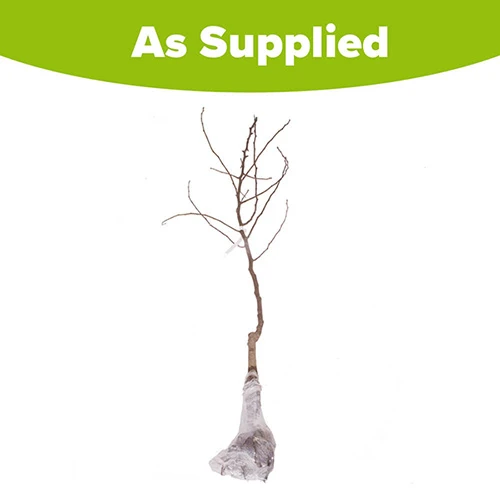 'Conference' Pear Tree 6 'Conference' Pear Tree - Image 6