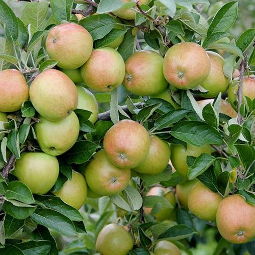 Mini Orchard Fruit Tree Collection 3 Mini Orchard Fruit Tree Collection - Image 3