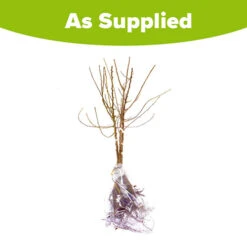 Mini Orchard Fruit Tree Collection 16 Mini Orchard Fruit Tree Collection -Garden Centre Store 300004 7
