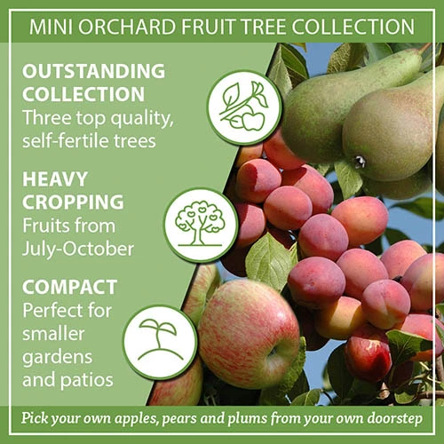 Mini Orchard Fruit Tree Collection 9 Mini Orchard Fruit Tree Collection - Image 9