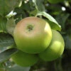 'Bramley' Apple Tree
