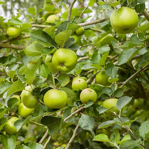 'Bramley' Apple Tree 2 'Bramley' Apple Tree - Image 2