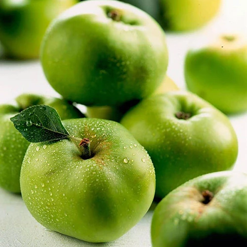 'Bramley' Apple Tree 6 'Bramley' Apple Tree - Image 6