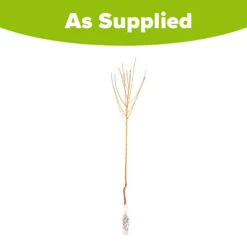 Peach 'Redhaven' Tree -Garden Centre Store 300010 4