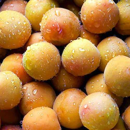 Apricot 'Early Moorpark' Tree 3 Apricot 'Early Moorpark' Tree - Image 3