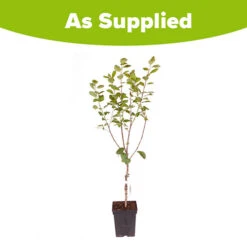 Plum 'Victoria' -Garden Centre Store 300025 6