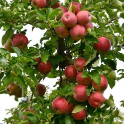 Apple 'Braeburn' Tree -Garden Centre Store 300031 2