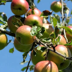 Apple 'Braeburn' Tree -Garden Centre Store 300031 3
