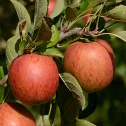 Apple 'Braeburn' Tree -Garden Centre Store 300031 5