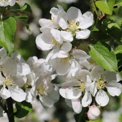 Apple Malus Domestica 'Discovery' -Garden Centre Store 300040 2