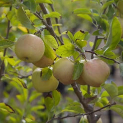 Apple 'Golden Delicious' Tree -Garden Centre Store 300042 2