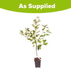 Sweet Cherry 'Regina' 5 Sweet Cherry 'Regina' -Garden Centre Store 300053 2