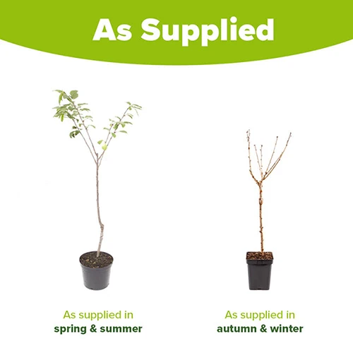 Cherry Tree 'Stella' 7 Cherry Tree 'Stella' - Image 7