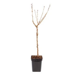 Cherry Tree 'Stella' 15 Cherry Tree 'Stella' -Garden Centre Store 300057 7