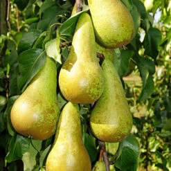 Duo Fruit Tree - Pear Conference & Concorde -Garden Centre Store 300064 2