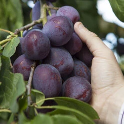 Duo Plum Fruit Tree -Garden Centre Store 300066 2