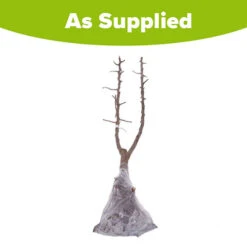 Duo Plum Fruit Tree -Garden Centre Store 300066 5