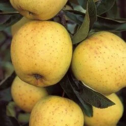 Apple 'Malus' Golden Delicious