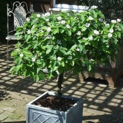 'Sibley's Patio Quince' -Garden Centre Store 300119 3