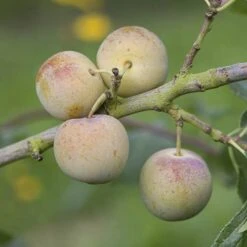 Patio Gage Reine-Claude Oullins 9 Patio Gage Reine-Claude Oullins -Garden Centre Store 300140 2